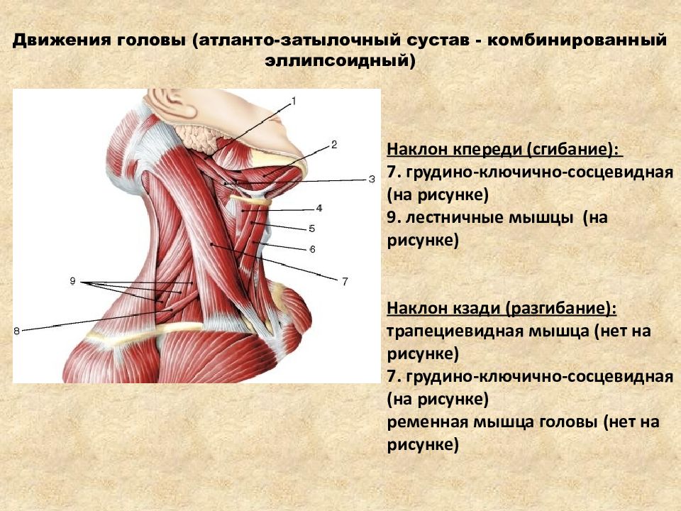 Ключично сосцевидная мышца фото