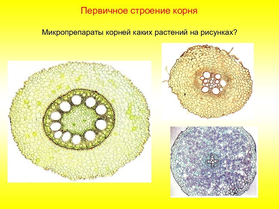 Рисунок первичное строение корня