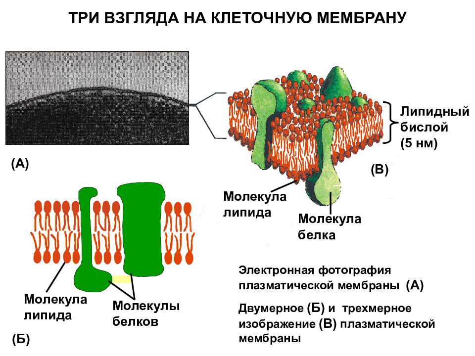 Формируют бислой в мембране клетки