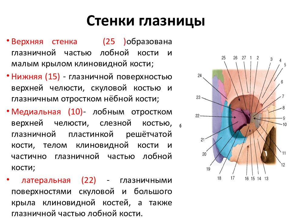 Отверстия глазницы