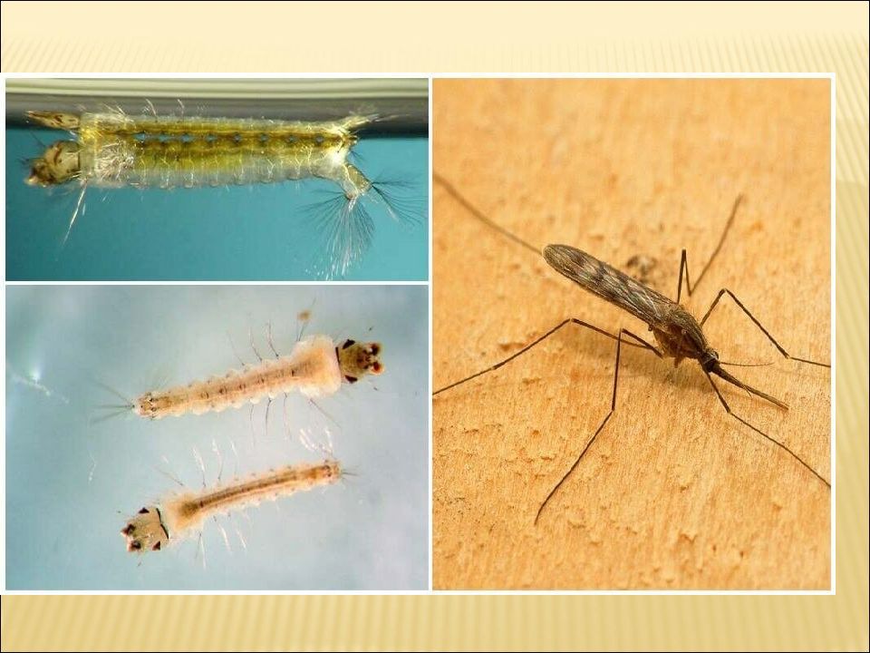Какие животные питаются личинками комаров. Личинки кровососущих комаров. Личинки малярийных комаров. Личинка малярийного комара анофелеса. Личинка комара Anopheles.