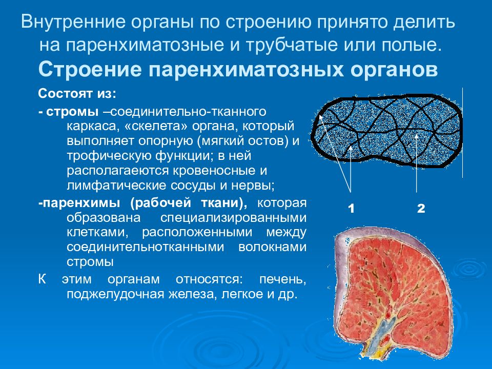 Внутреннюю организма образуют. Общий план строения паренхиматозного внутреннего органа. Строму паренхиматозных органов образует ткань. Общие принципы строения паренхиматозных органов. План строения паренхиматозных органов.