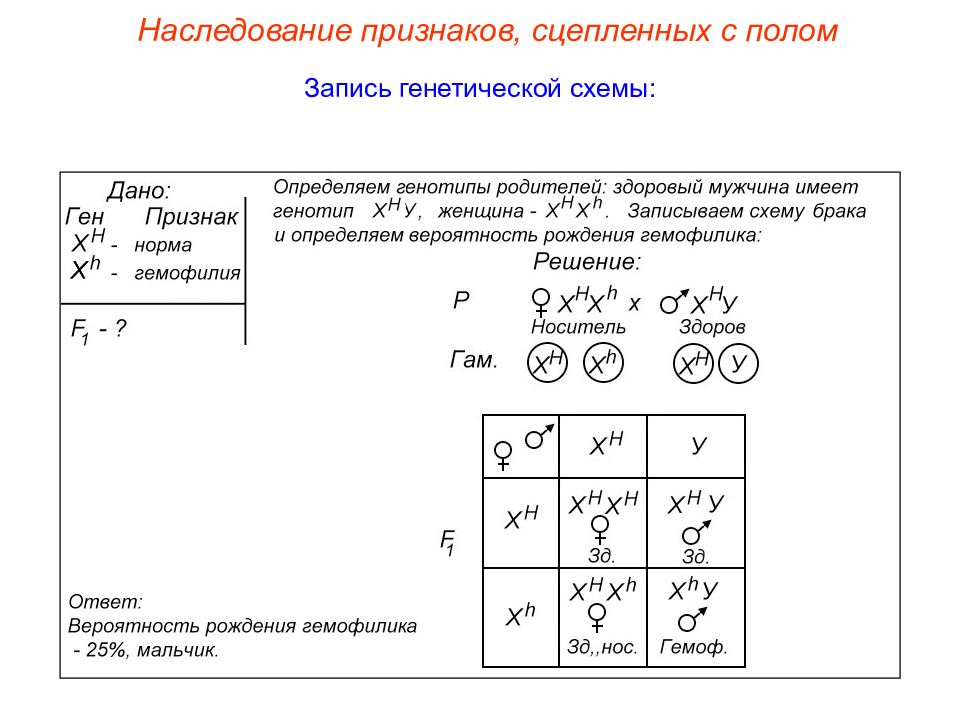 Генетика пола и наследование сцепленное с полом 10 класс презентация