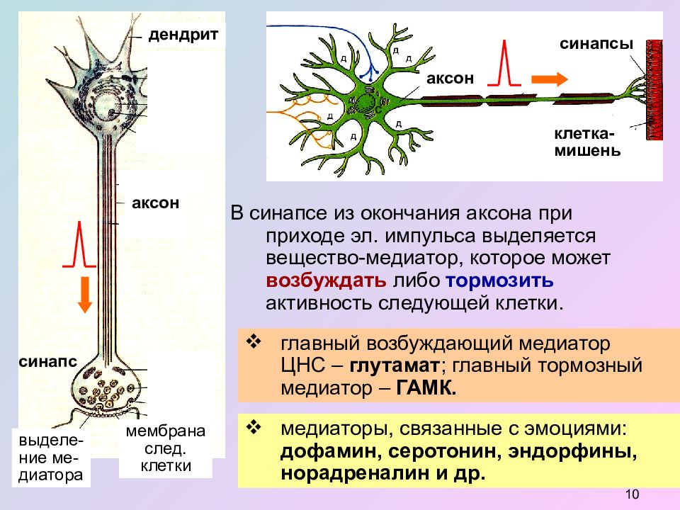 Синапсы окончания. Дендриты и аксоны. Аксон и дендрит. Аксон и дендрит строение и функции. Дендрит тело нейрона Аксон синапс.
