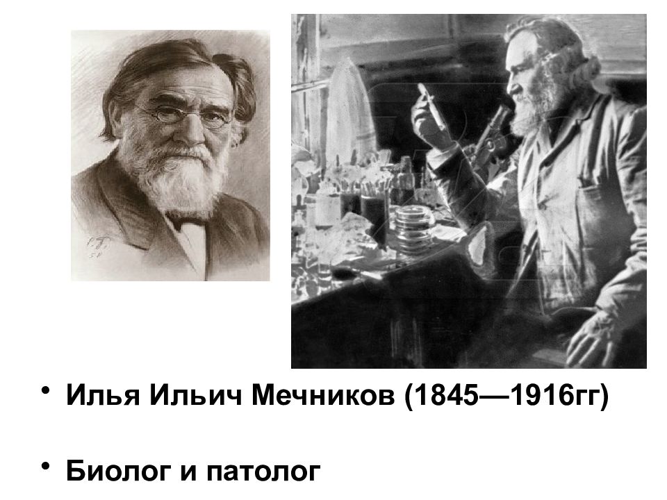 Ильич толстый. Родители Мечникова Ильи Ильича. Мечников Илья Ильич (1845-1916 гг.) интересные факты. Мечников Илья Ильич хирургия. Сеченов и Мечников.