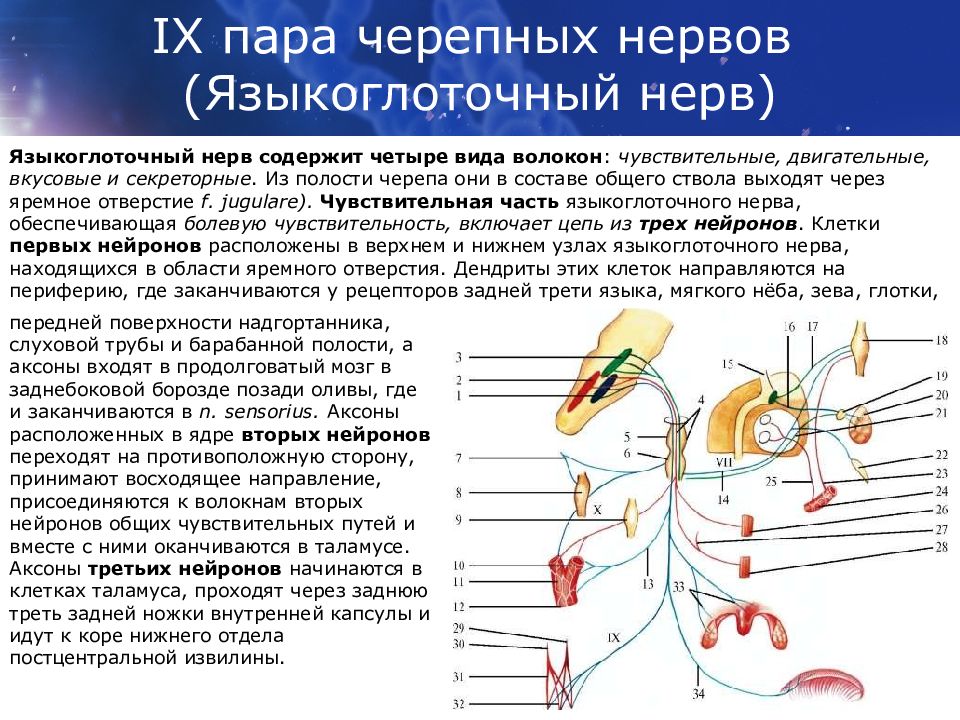 Исследование черепных нервов. 9 Пара ЧМН языкоглоточный нерв. Парасимпатическая иннервация языкоглоточного нерва. Ядро 9 пары черепно мозговых нервов. Ядра 9 ЧМН.