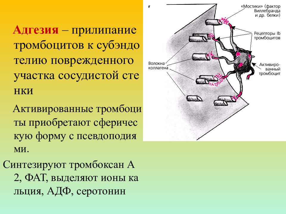 Презентация лекарственные средства влияющие на систему крови