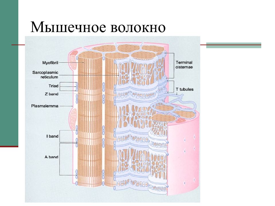 Волокна мышечной ткани. Миофибриллы мышечного волокна. Миофибриллы на поперечном срезе. Презентация на тему мышечное волокно. Миофибриллы под микроскопом.