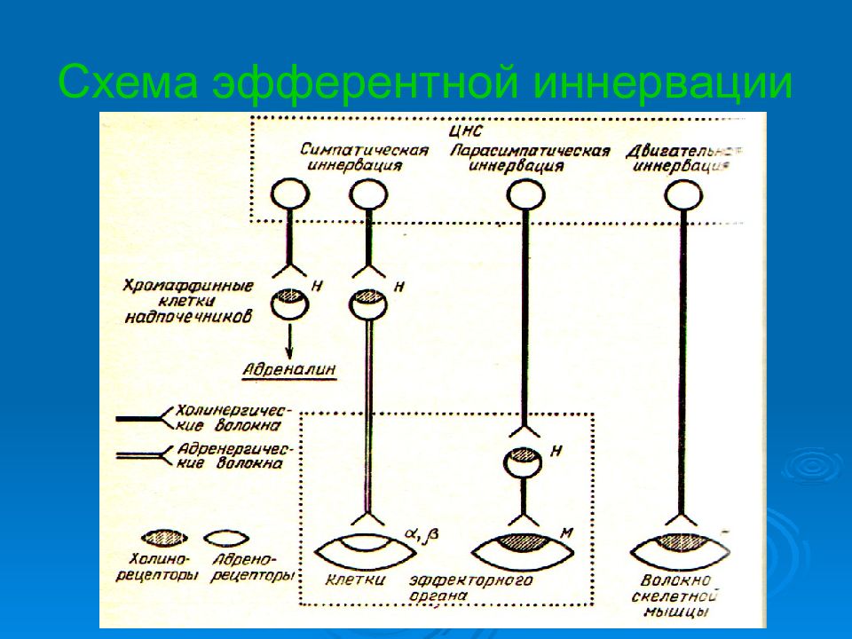 Эфферентная иннервация презентация