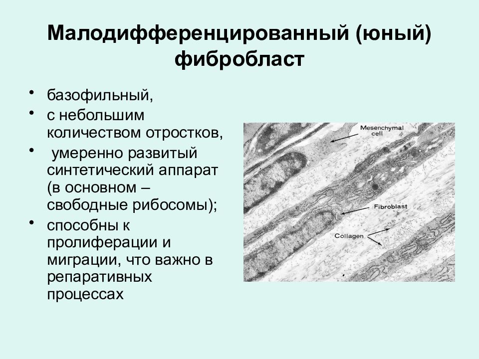 Функции фибробластов. Фибробласты фиброциты фибробласты. Дифферон фибробластов соединительной ткани гистология. Пролиферация фибробластов гистология. Дифференцировка фибробластов.
