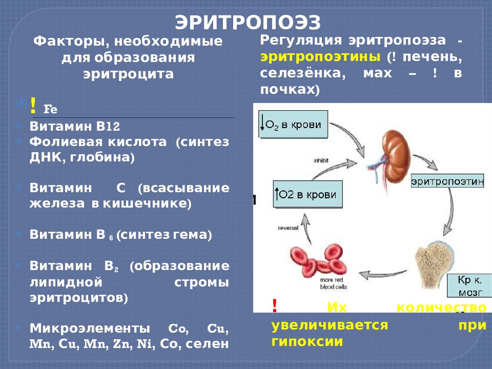 Эритропоэз