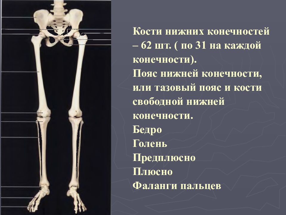 Кости поясов конечностей. Кости нижней конечности. Кости нижней коненечнгсти. Кости пояса нижних конечностей. Кости свободной нижней конечности.