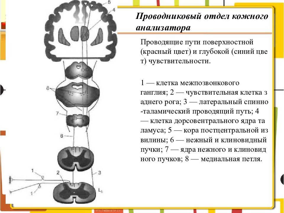 Проводниковый отдел анализатора. Анатомия физиология органов слуха и зрения. Проводящие пути речи. Тест с ответами анатомия,физиология и патология органов слуха. Анатомия физиология патологий слуха зрения и речи для вуза.