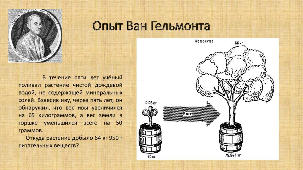 Фотосинтез ученый. Опыт Ван Гельмонта. Опыт Ван Гельмонта фотосинтез. Опыт Ян Ван Гельмонта. Опыты Ван Гельмонта по фотосинтезу.