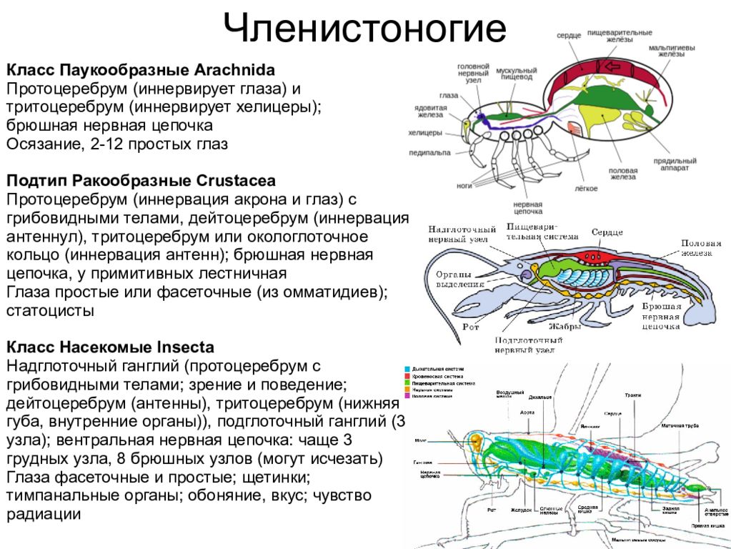 Брюшная нервная система. Класс паукообразные нервная система. Брюшная нервная цепочка у членистоногих. Брюшная нервная цепочка у паукообразных. Нервная система паукообразных 7 класс таблица.