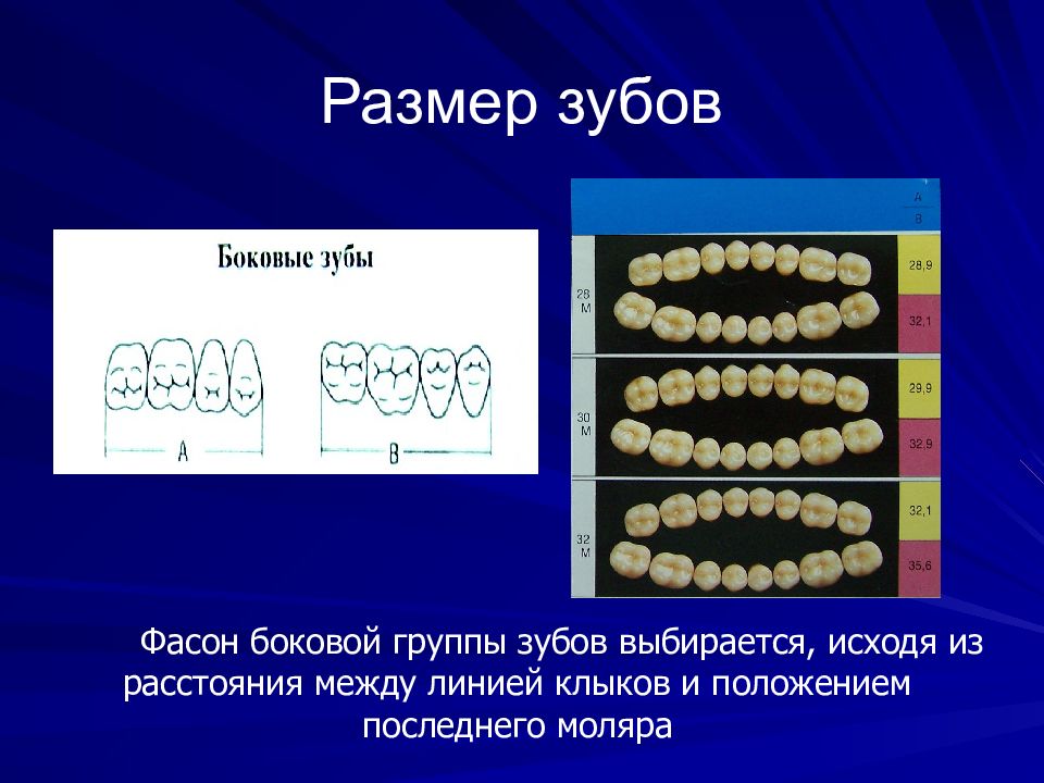 Диаметр зуба. Размеры зубов.