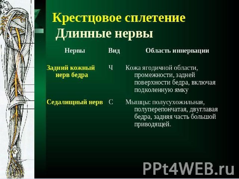 Нервы поясничного сплетения картинка