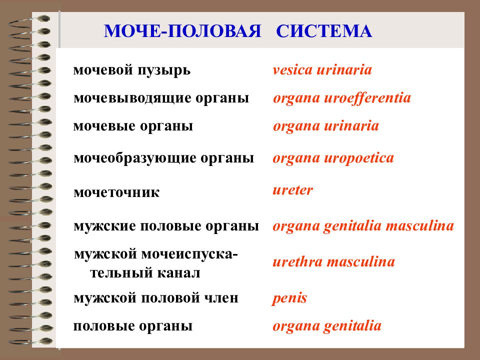 Анатомическая терминология в латинском языке. Словарь анатомических терминов. Анатомические термины на латинском тыл носа. Терминология QA Str. Organa genitalia masculina перевод с латыни.