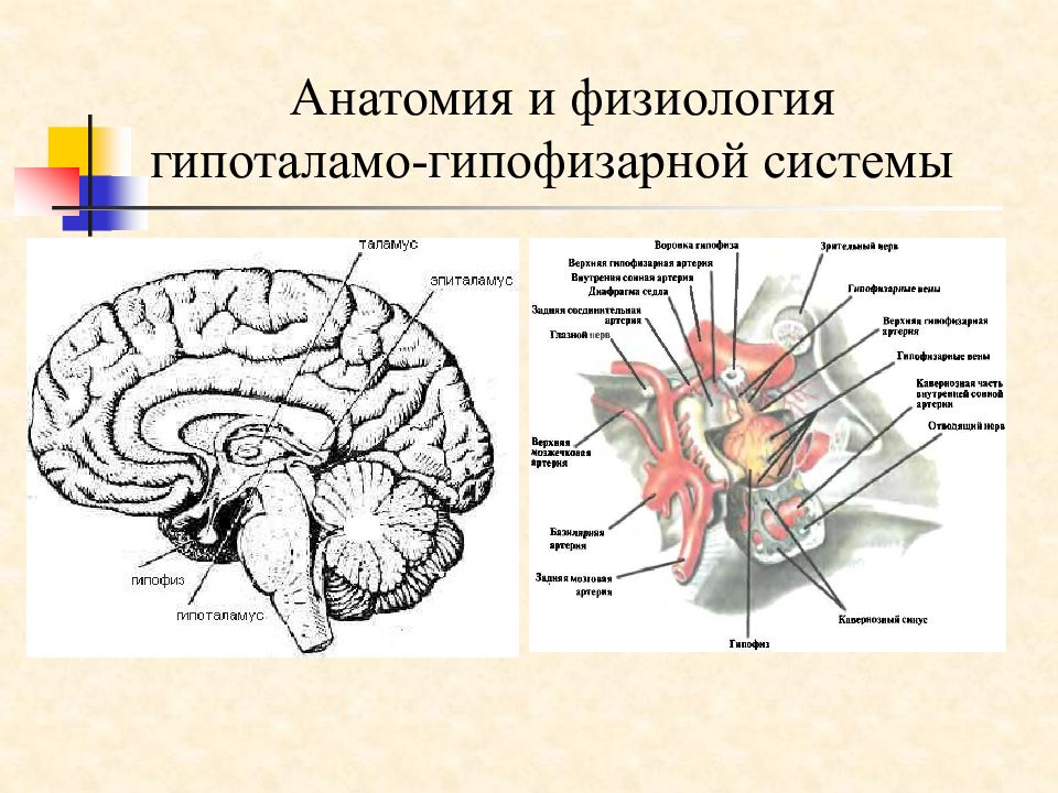 Физиология гипоталамо гипофизарной системы презентация