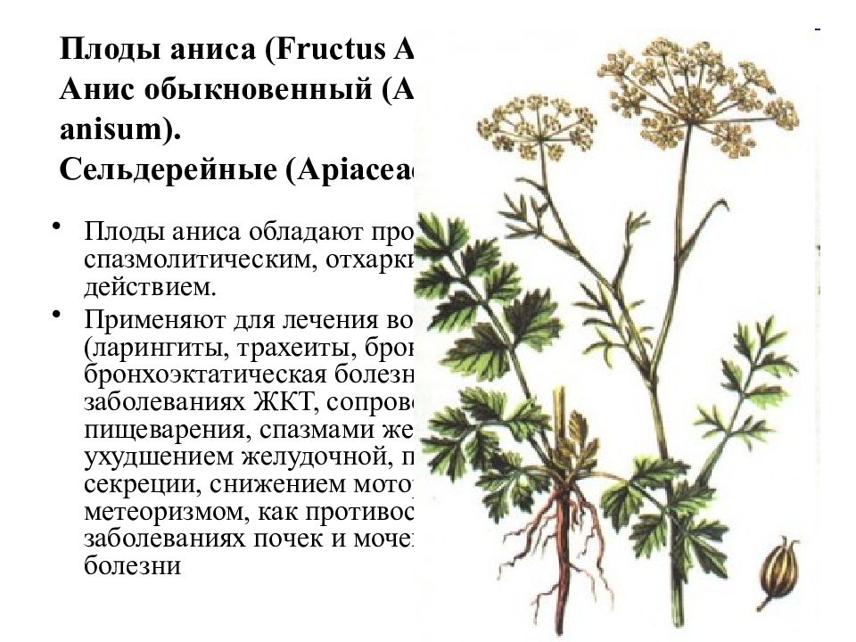 Анис обыкновенный описание. Анис обыкновенный ЛРС. Анис обыкновенный лекарственное сырье. Анис обыкновенный Фармакогнозия. Анис обыкновенный ГФ.