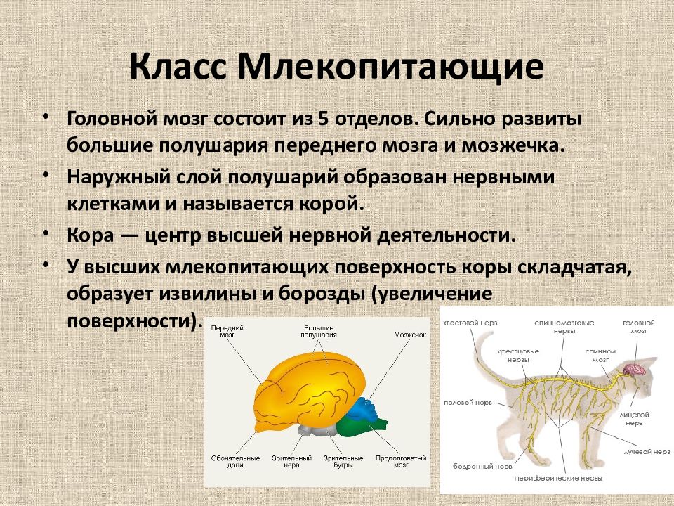 Нервная система позвоночных животных презентация