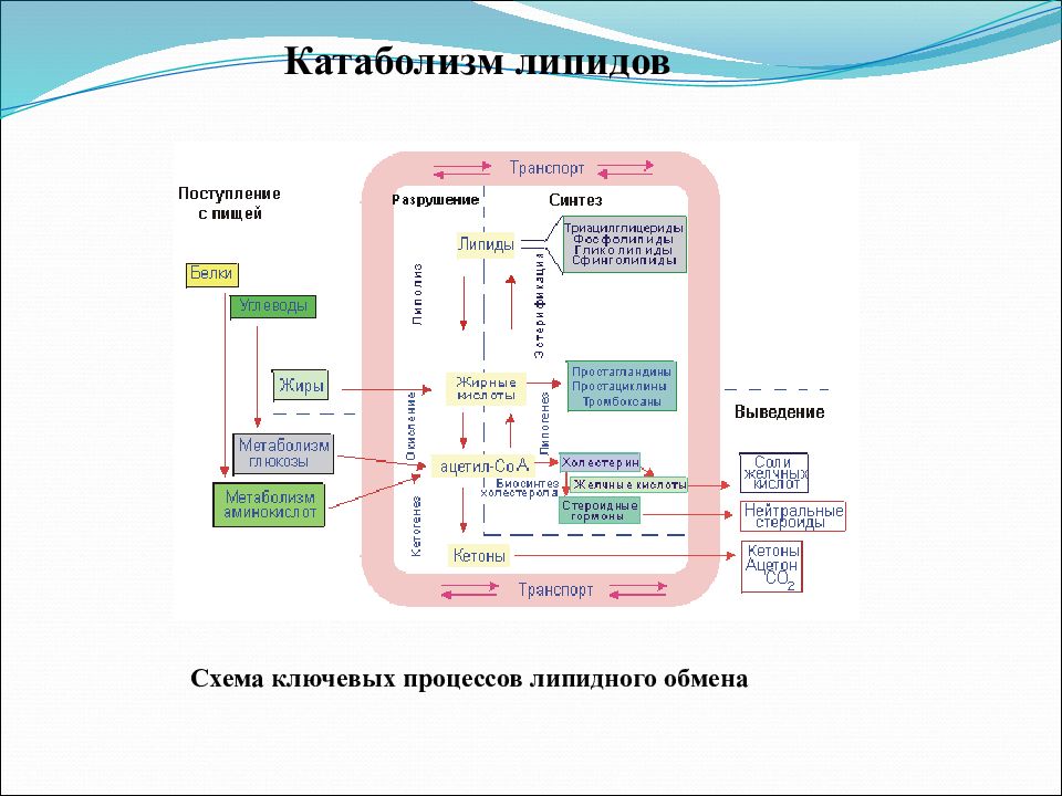 Липиды биохимия лекция презентация