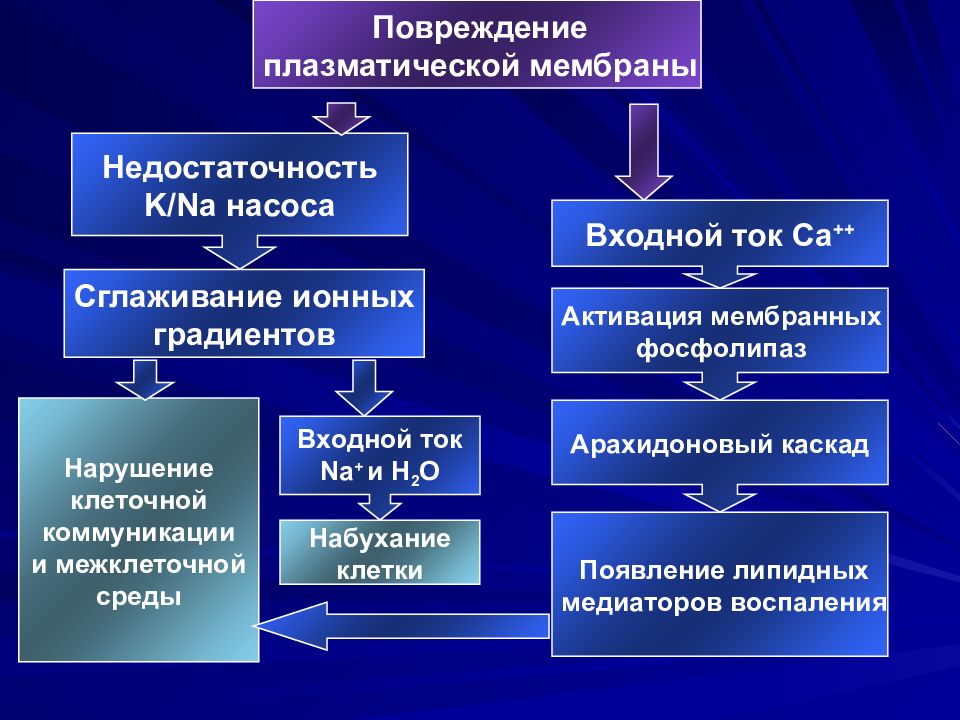 Основные механизмы повреждения клеток схема