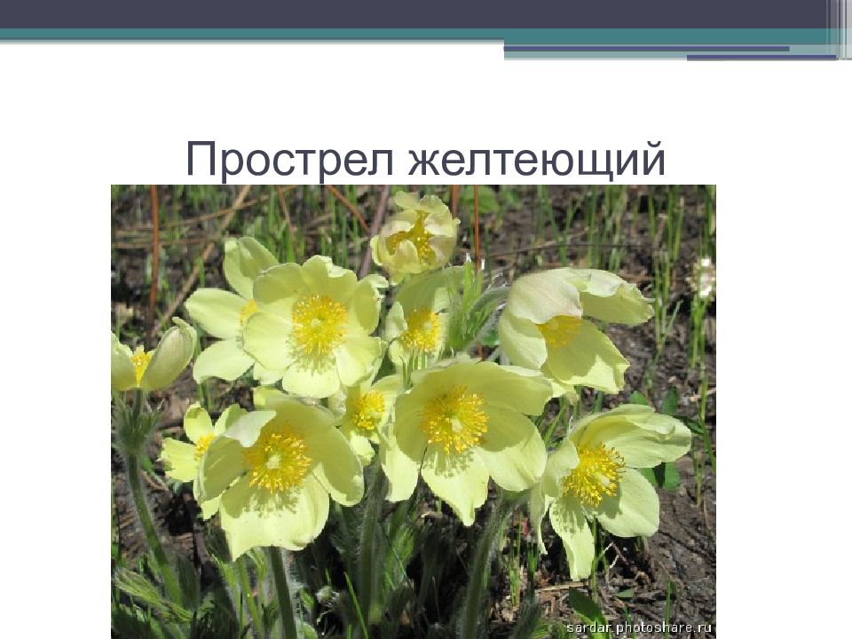 Красная книга республики башкортостан растения. Прострел желтеющий. Охраняемые растения в Башкортостане. Цветок прострел желтеющий. Растения Свердловской прострел Уральский.