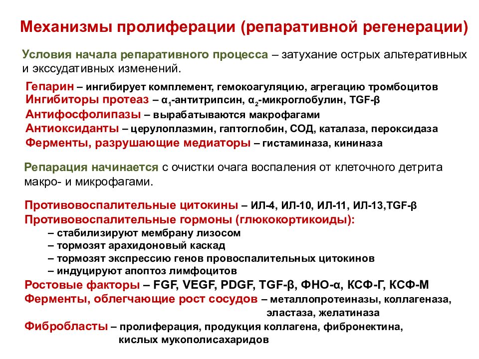 Принцип пролиферации в философию науки ввел. Механизмы репаративной регенерации. Механизм воспалительной пролиферации. Механизмы процессов пролиферации. Механизмы репаративной регенерации в зоне воспаления.