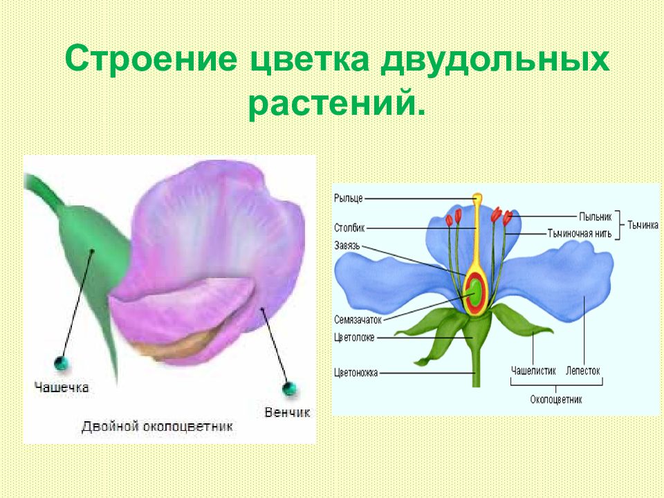 Покрытосеменные имеют органы. Строение покрытосеменных. Строение покрытосеменных растений. Строение цветка покрытосеменных растений. Строение цветка однодольных.