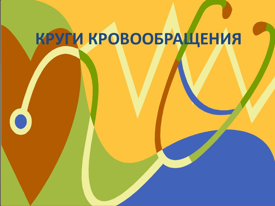 КРУГИ КРОВООБРАЩЕНИЯ
