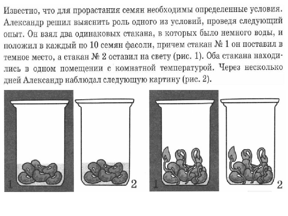 Используя рисунки сформулируйте вывод о влиянии этого условия на прорастание семян