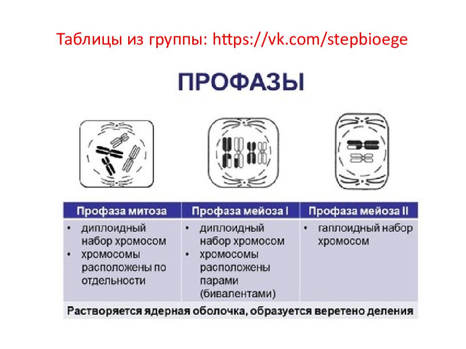 Презентация на тему митоз и мейоз