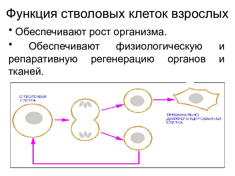 Стволовые клетки схема