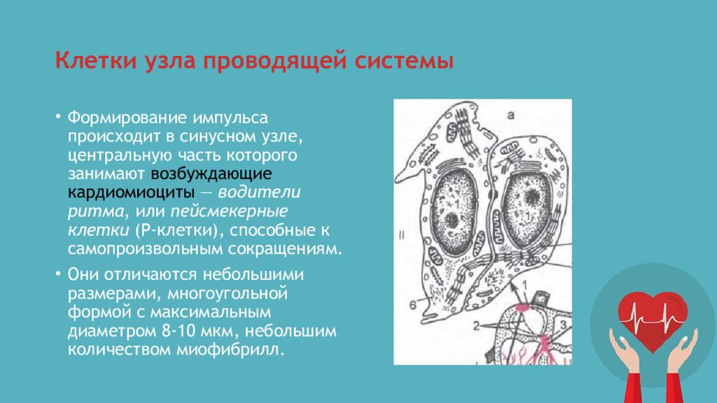 Узелки клеток. Клетки проводящей системы. Пейсмекерные клетки. Клетки водители ритма. Синусные кардиомиоциты.