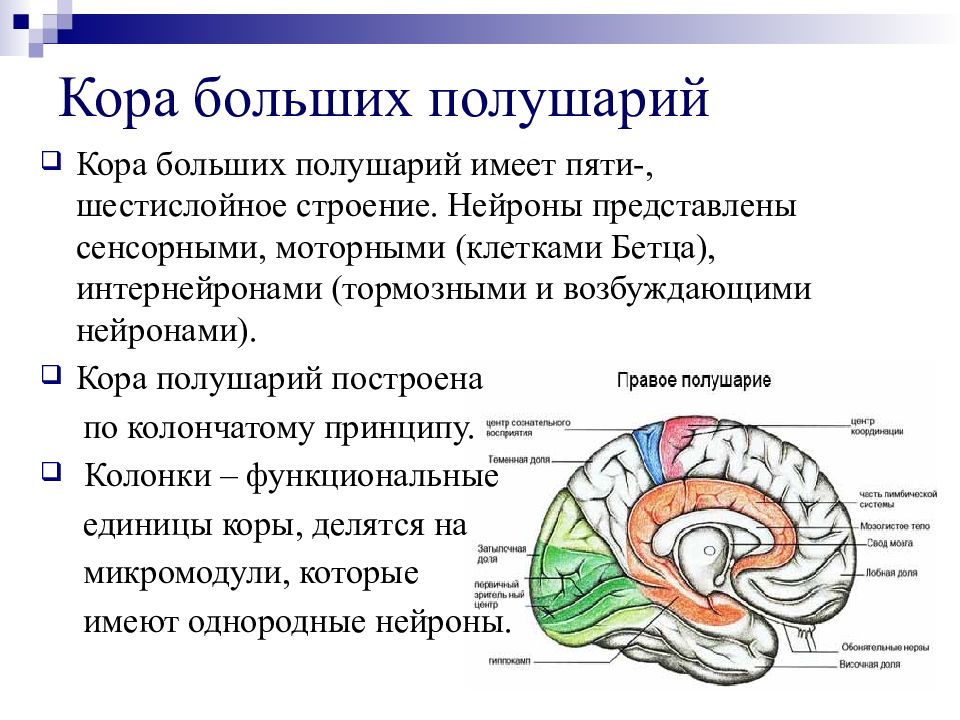 Какую функцию выполняет зона коры больших полушарий. Физиология коры головного мозга. Строение коры больших полушарий. Строение и функции коры мозга. Строение коры полушарий головного мозга.