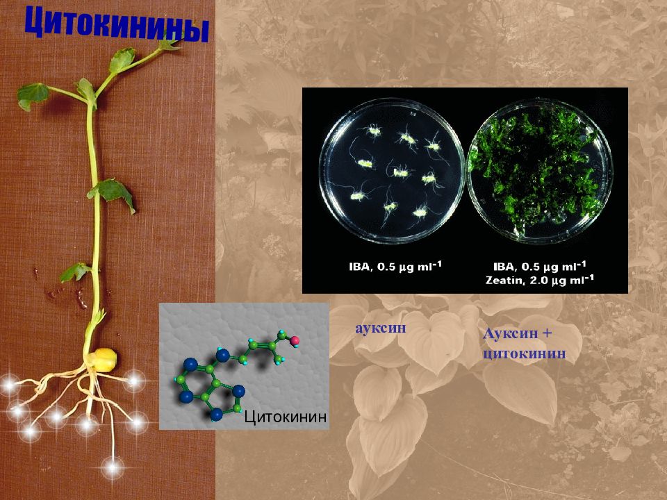 Вызывают рост растения путем растяжения клеток. Ауксины и цитокинины в развитии растений. Ауксины Гиббереллины и цитокинины. Ауксин для растений. Цитокинины для растений.