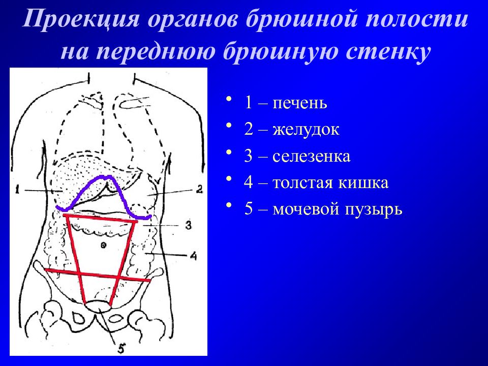 Топография брюшной полости презентация