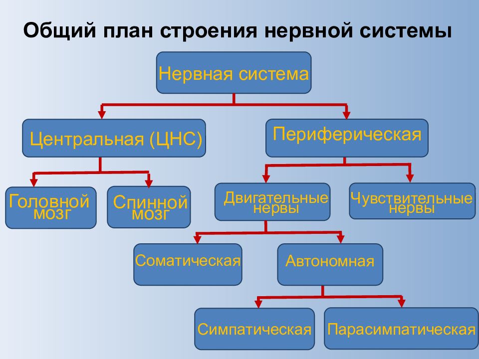 Презентация центральная нервная система 8 класс