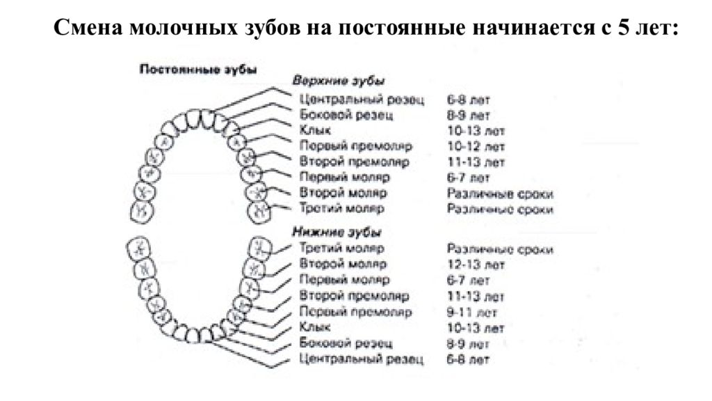 Последовательность Зубов У Детей Фото