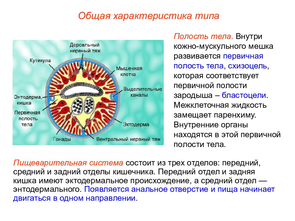 Тип круглые черви презентация 7 класс биология