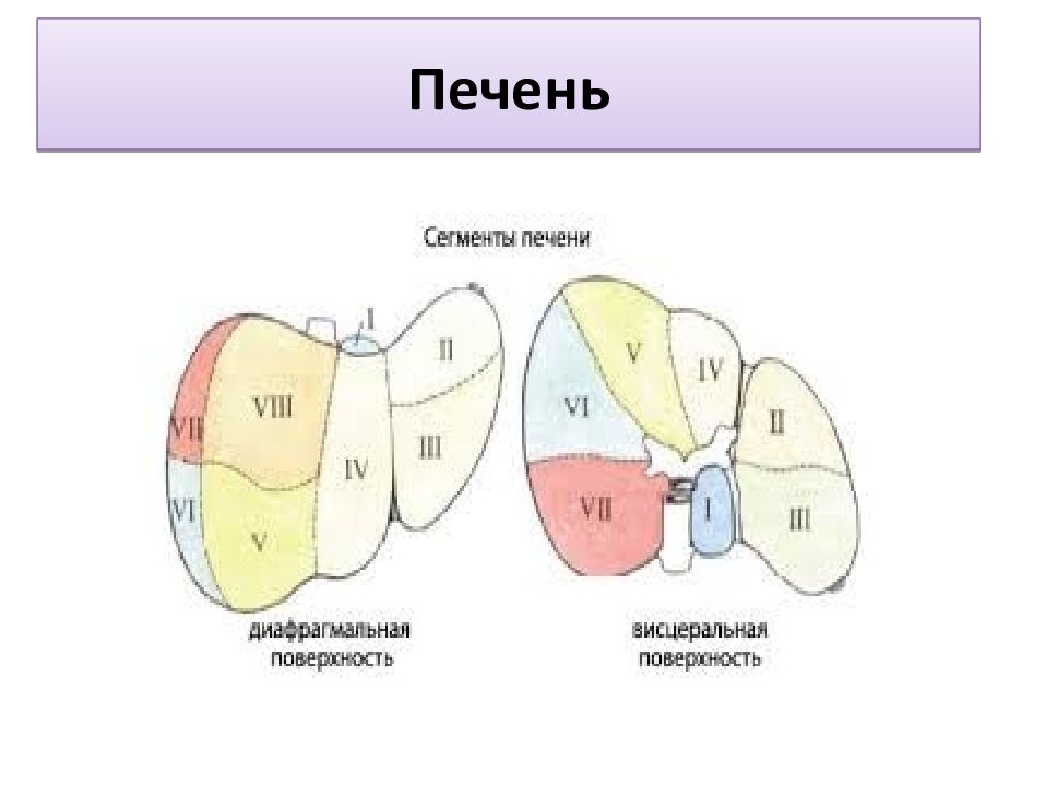 Доли печени схема кт