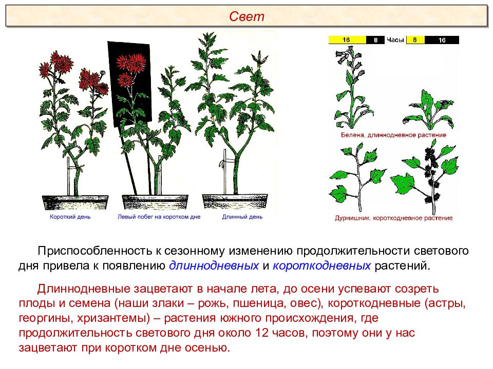 Пименов экология презентация