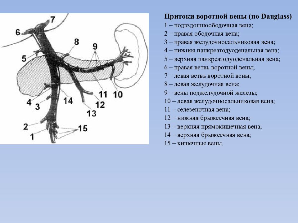 Правая ветвь воротной вены на латинском