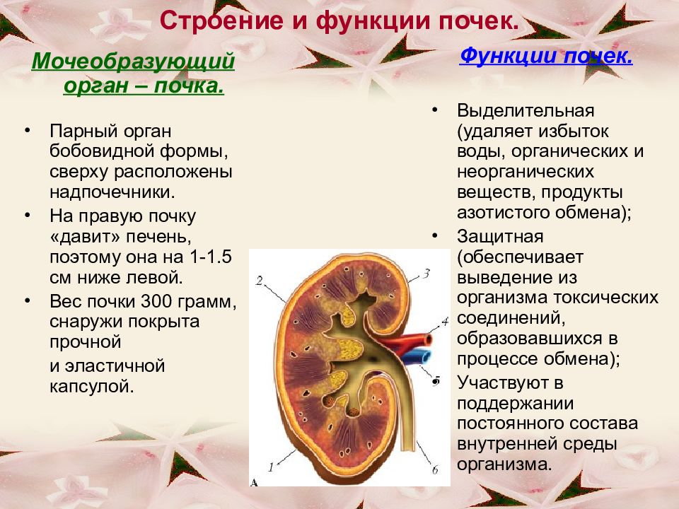 Строение и функции мочевыделительной системы 8 класс презентация