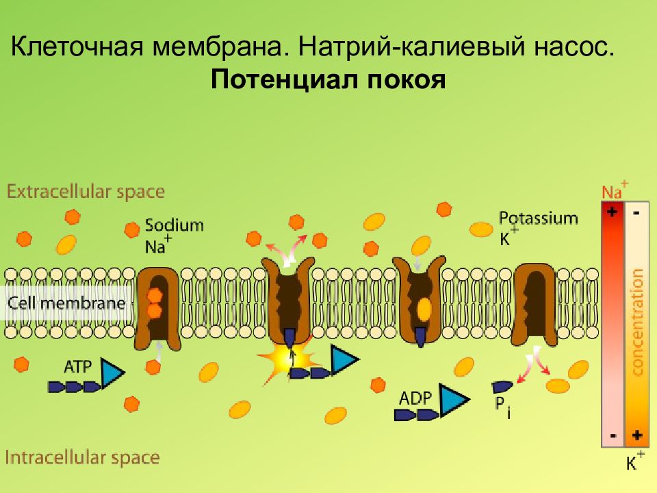 Образование мембран. Клеточная мембрана натриево калиевый насос. Мембрана клетки натриево калиевый насос. Калиево натриевый насос клетки. Натрий калиевый насос в клетке.