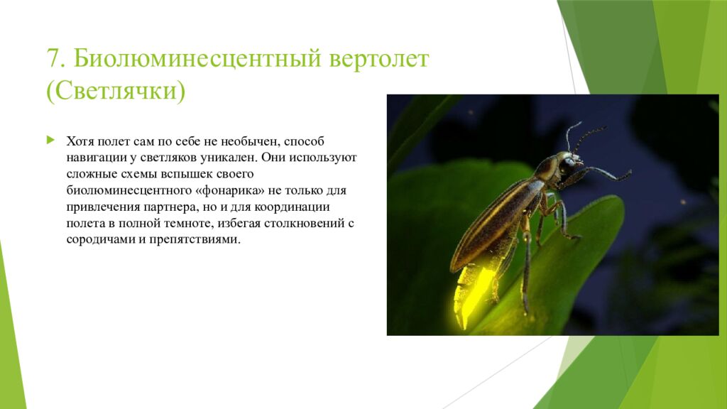 7. Биолюминесцентный вертолет (Светлячки)