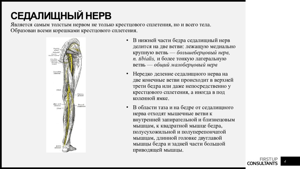 Седалищный нерв картинки анатомия