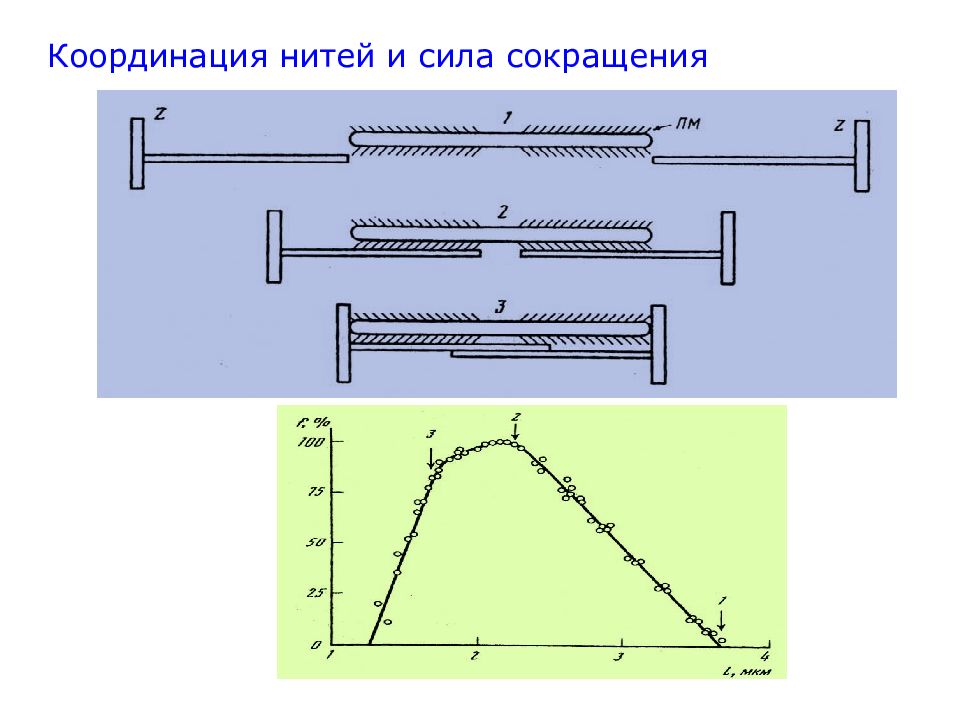 Сила сокращений. Что координирует сокращение мышц?. Биофизика мышечного сокращения. Установка для графической регистрации мышечных сокращений. Валик мышечного сокращения.