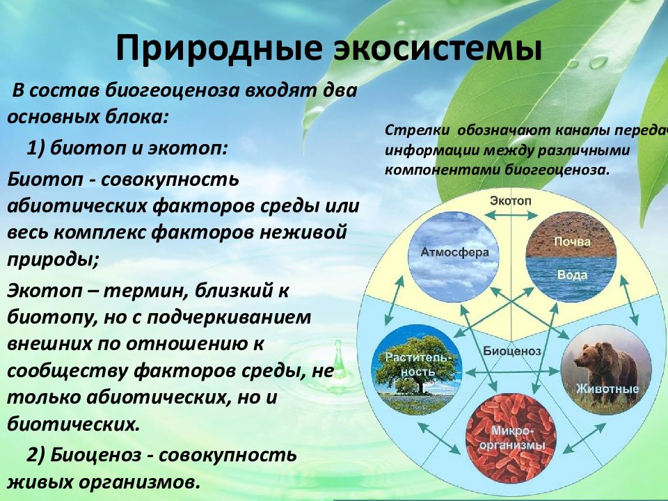 Природные экосистемы кратко. Природные экосистемы. Природные экологические системы. Типы природных экосистем. Естественная экосистема.
